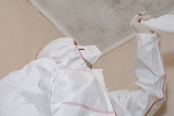 Best Residential Mold Remediation in Robie Creek, ID